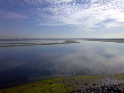 A close up of a bird at the Bolsa Chica Wildlife Preserve
